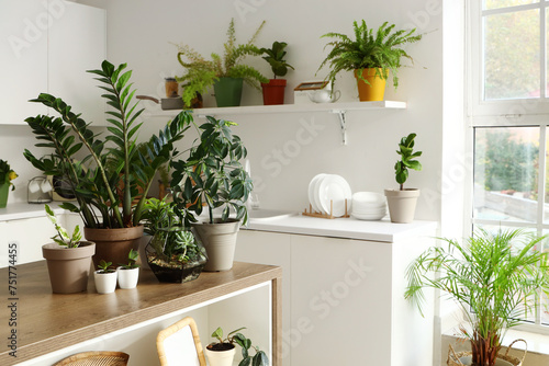 Green plants on table in modern kitchen © Pixel-Shot