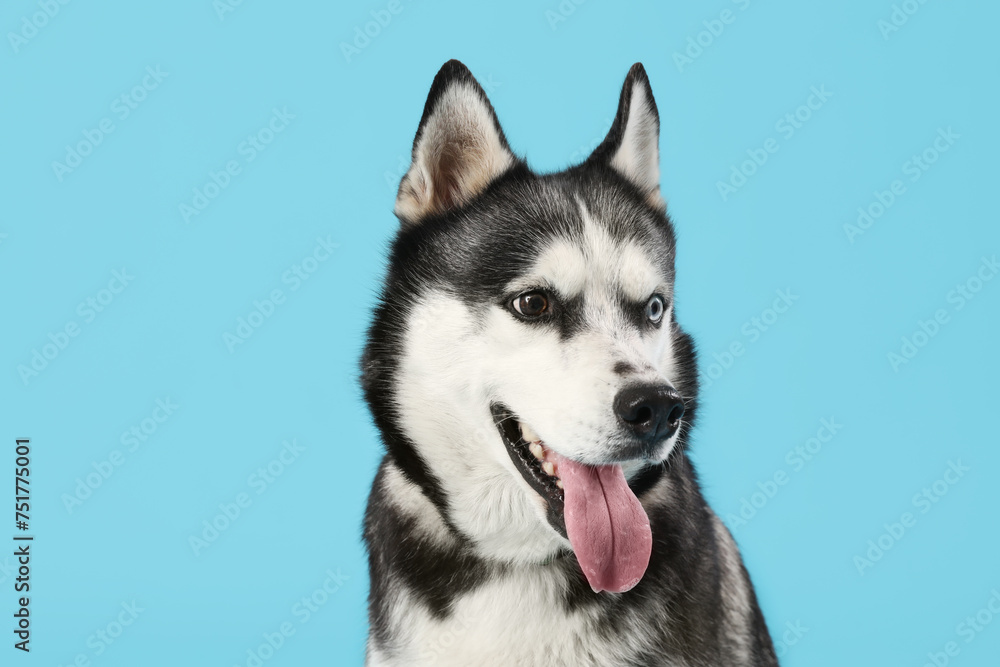 Adorable Husky dog on blue background
