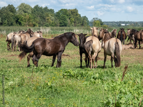 Grey and black Semi-wild Polish Konik horses spending time together in a floodland meadow with green vegetation in summer. Wild horse reintroduction