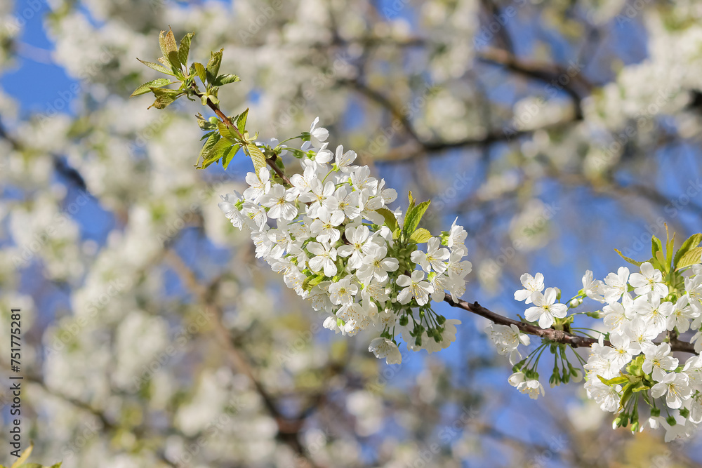 branch of blooming cherry blossom flower on blue sky background. Flora pattern texture, Nature floral background. Selective focus, copy space