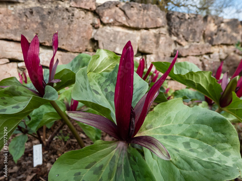 Close-up of the toadshade or toad trillium (Trillium sessile) with a whorl of three bracts (leaves) and a single trimerous reddish-purple flower photo