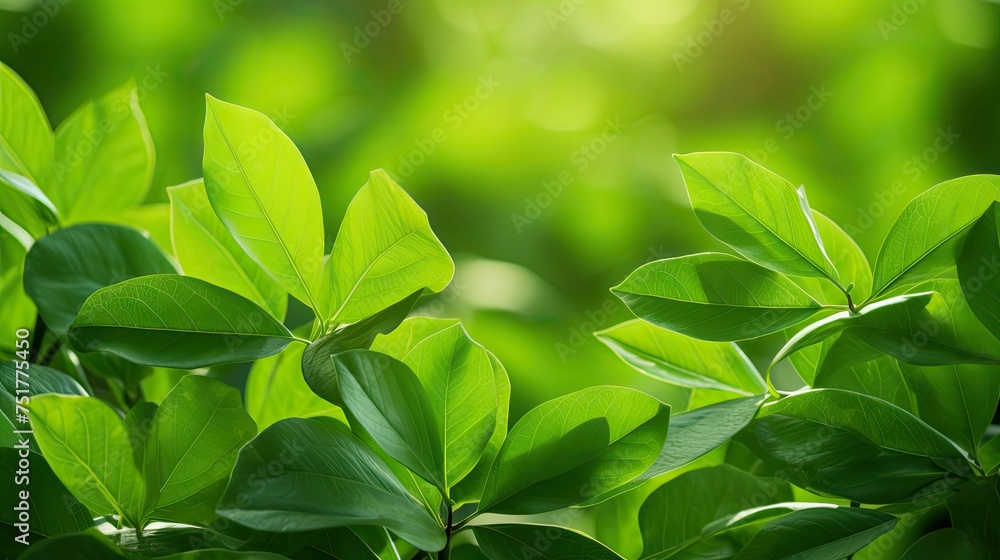 vibrant fresh leaves background vibrant fresh leaves background