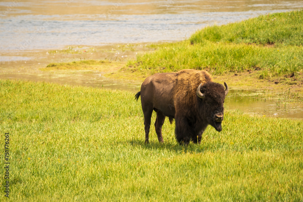 Bison, Buffalo in green field