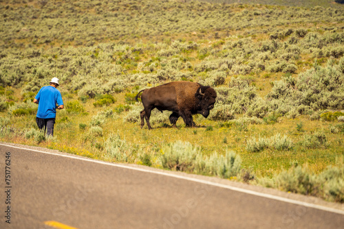 Bison, Buffalo and person close