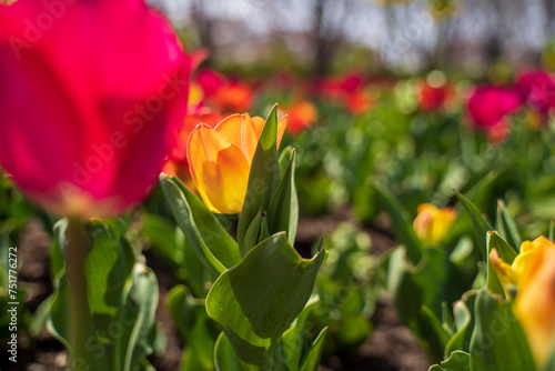 Tulips up close flower