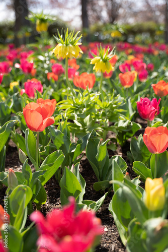 Tulips in bloom, flowers, tulip flower, bulbs
