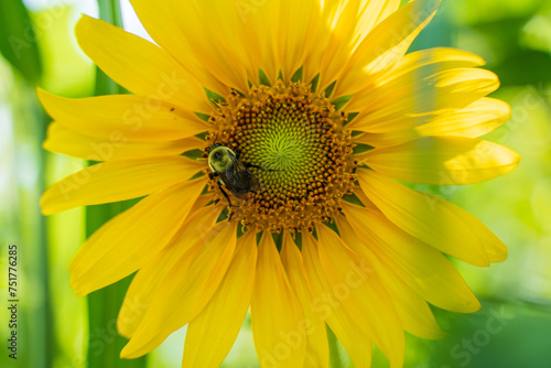 Bumblebee on sunflower, Nature, flower, bee