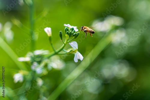 Bee on flower, honey bee, nectar, 