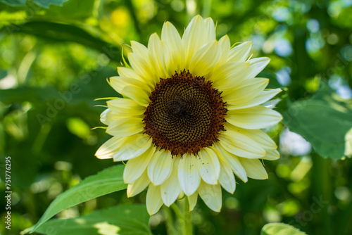 Sunflower, light yellow