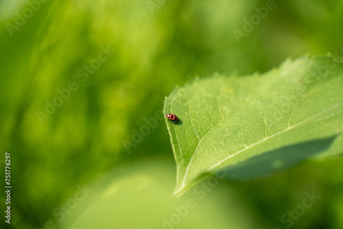 Lady bug on leaf, nature insect © Sean