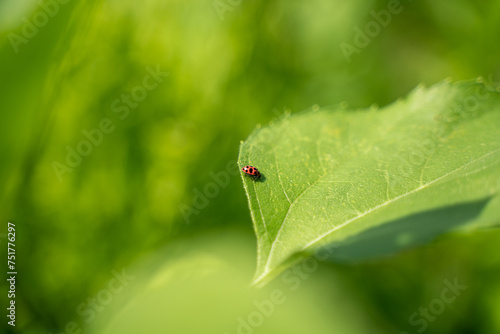 Lady bug on leaf, nature insect