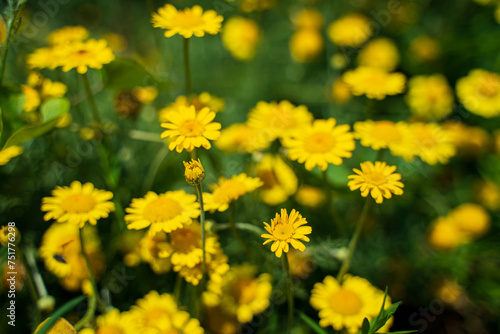 Flowers, yellow flowers