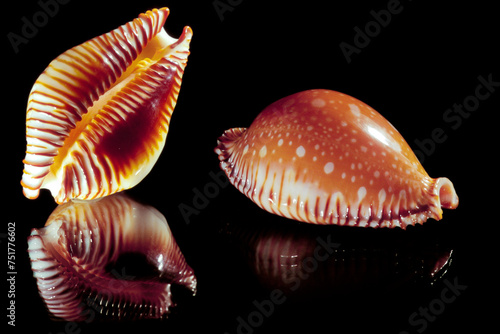 Seashell of Cypraea Erosaria guttata on black background close up photo