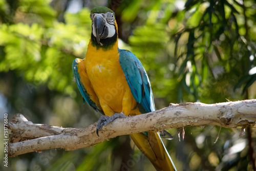 the Back and upper tail feathers of the blue and gold macaw are brilliant blue; the underside of the tail is olive yellow. photo