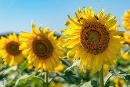 Boundless Sunflower Fields under Azure Canopy  AI Generative 