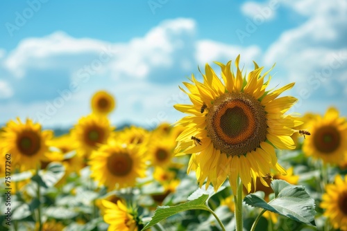 Sunflower Oasis: Expansive Field under Brilliant Sky, AI Generative 