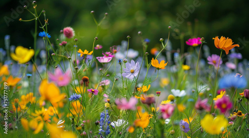 A vibrant field filled with blossoming flowers during the spring season