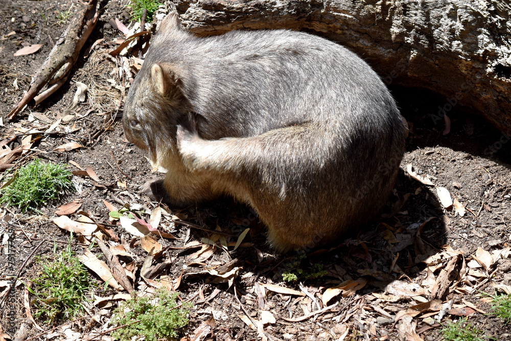 Naklejka premium The Common Wombat has a large nose which is shiny black, much like that of a dog. The ears are relatively small, triangular, and slightly rounded