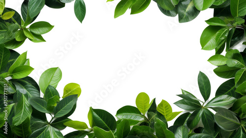 Green Leaves Plant Frame Isolated on Transparent Background, (PNG).