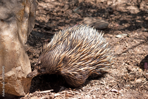 the short nosed echidna has strong-clawed feet and spines on the upper part of a brownish body. The snout is narrow and the mouth is small, with a tongue that is long and sticky