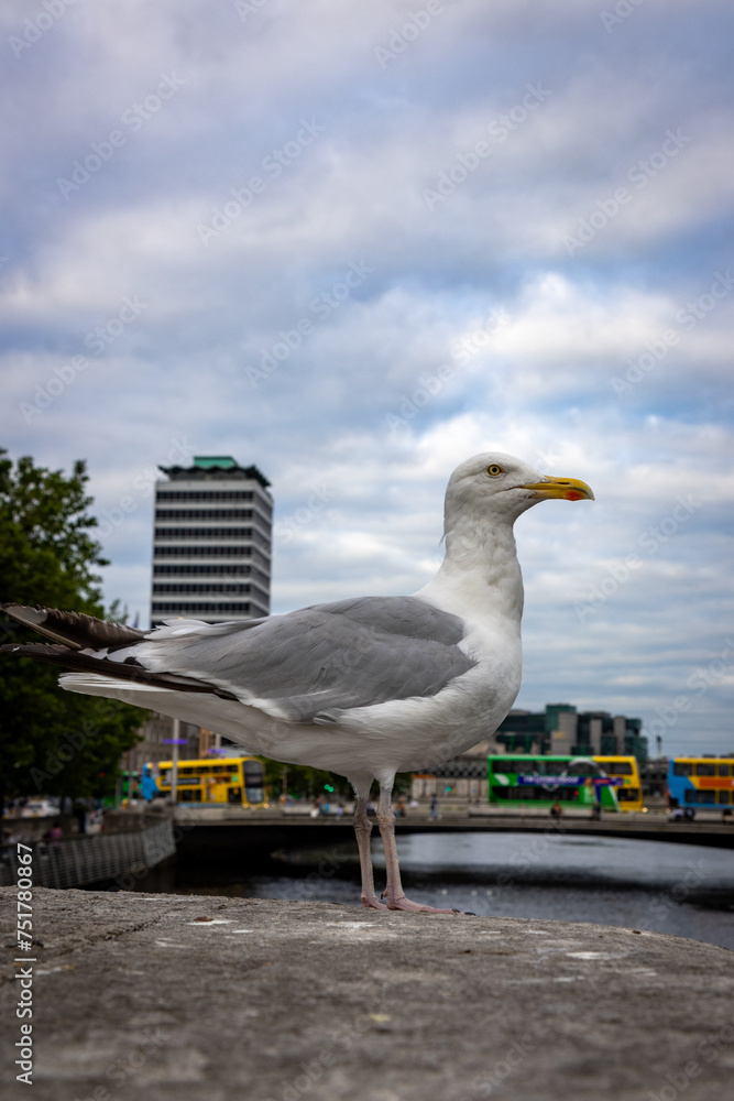 Obraz premium Seagull perched on O'Connell Bridge, 18th century road bridge, made of granite and Portland stone, with arches and lanterns, named after a policeman. Dublin, Ireland.