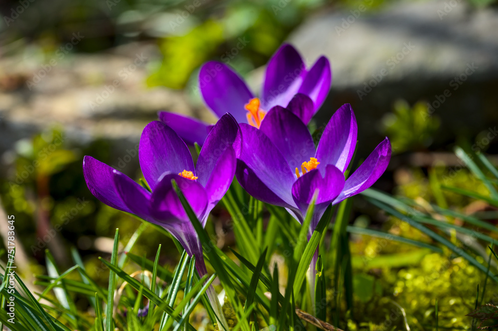 beautiful dark violet crocus blossoms from above beautiful dark violet crocus blossoms from above