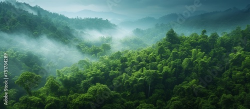 Serene forest landscape with majestic mountain in the background  tranquil nature scenery in the wilderness