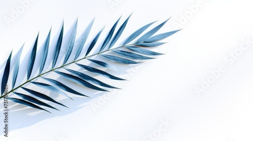 Palm tree with tropical leaves on a white background with a place to copy text, an even layer of green tropical leaves. The concept of recreation, tourism, and sea travel.