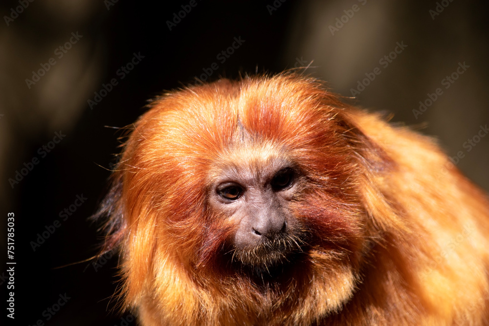 the golden lion tamarin South America primates with a magnificent reddish-gold coat and a long, backswept mane. the golden lion tamarin South America primates with a magnificent reddish-gold coat and a long, backswept mane.