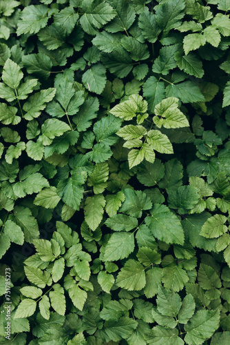 Close up Green leaves texture and abstract background, Nature concept