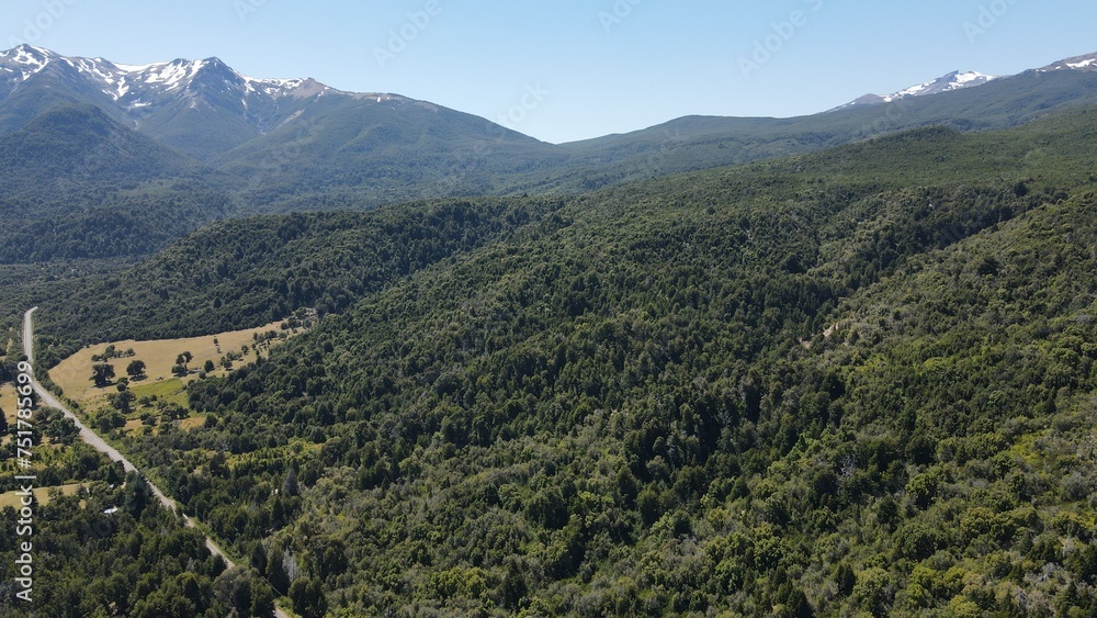 Fototapeta premium bosque