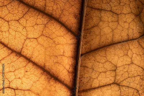 macro photo of a dry leaf