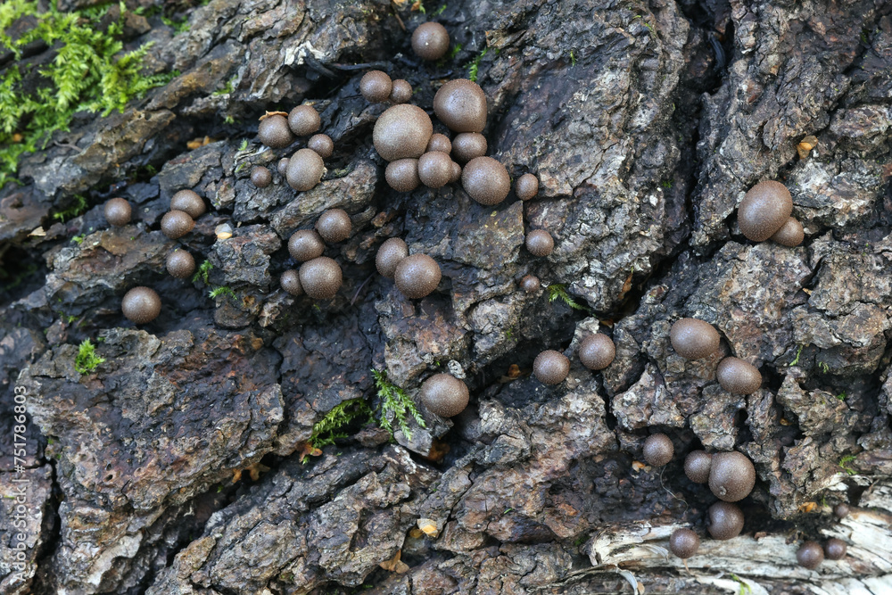 Lycogala epidendrum, commonly known as wolf's milk, groening's slime mold, aethalia or fruiting bodies on decaying wood Lycogala epidendrum, commonly known as wolf's milk, groening's slime mold, aethalia or fruiting bodies on decaying wood