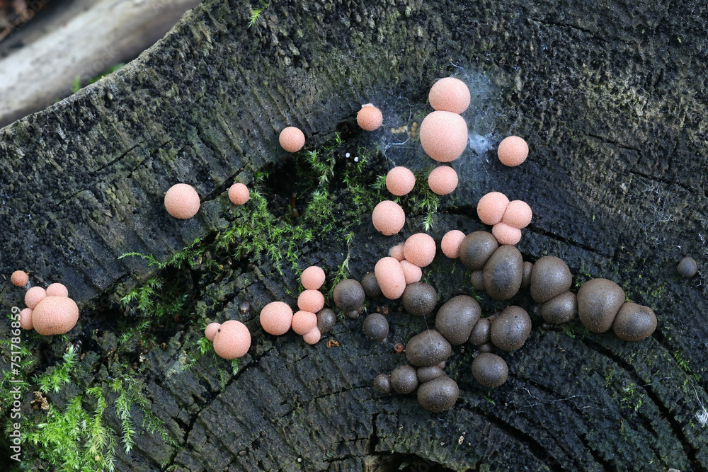 Wolf's milk, Lycogala epidendrum, also known as groening's slime mold ...