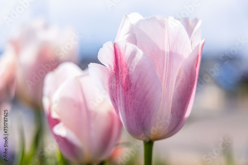 Purple tulips in the sun. photo