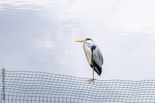 Grey Heron at Harewood House, an 18th Century Treasure House. photo