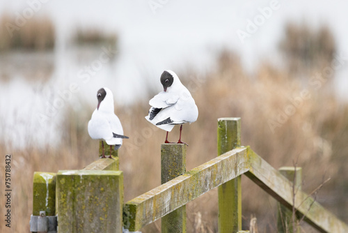 Two black headed gulls (chroicocephalus ridibundus) preen their feather whilst perched in a wooden fence at a wetland habitat in Yorkshire, UK in Springtime