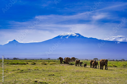 A timeless African scene of Elephant herds on the move to fresh pastures under the shadow of the looming Mount Kilimanjaro at Amboseli National Park, Kenya © InnerPeace