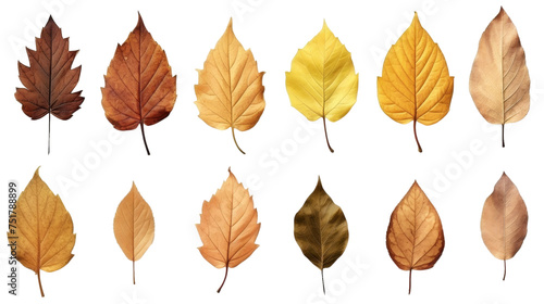 Collection Of Dry Leaf or Dead Isolated on Transparent Background, (PNG).
