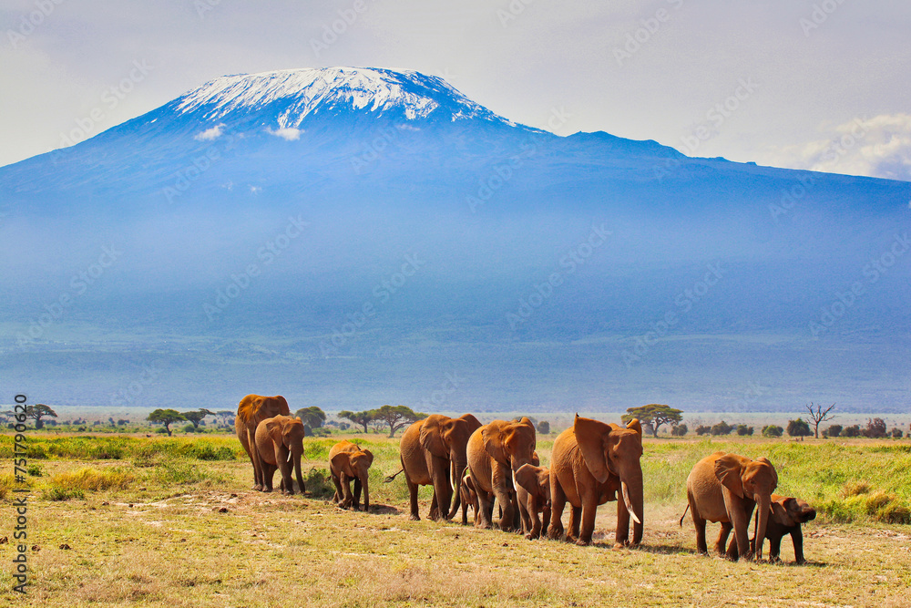 Postcards from Africa - A Timeless image of an Elephant herd on the move under the shadow of Africa's greatest mountain - Kilimanjaro at Amboseli National Park, Kenya
