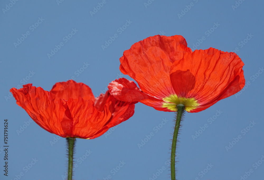 Naklejka premium Klatschmohn