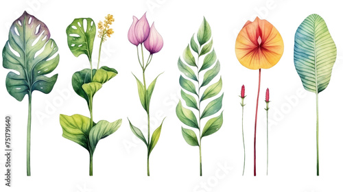 Watercolor Exotic Plants Isolated on Transparent Background   PNG .