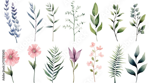 Watercolor Exotic Plants Isolated on Transparent Background   PNG .