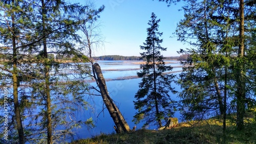 In early spring there is a lot of melt water in the river  which floods the banks  dry grass and reed thickets. On the shore are spruce and birch trees. On the far bank there is a forest Sunny weather