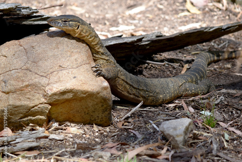 Rosenberg's monitor lizards have elongated head and neck, a relatively heavy body, a long tail, and well-developed legs. Their tongues are long, forked, and snakelike. photo