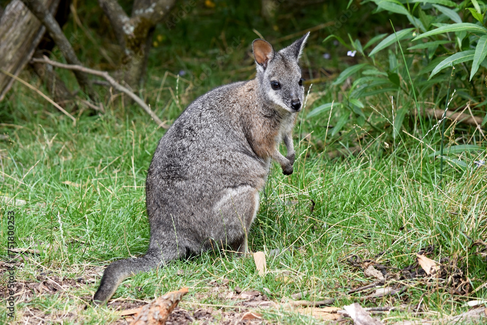 the tammar wallaby has dark greyish upperparts with a paler underside and rufous-coloured sides and limbs. the tammar wallaby has dark greyish upperparts with a paler underside and rufous-coloured sides and limbs.