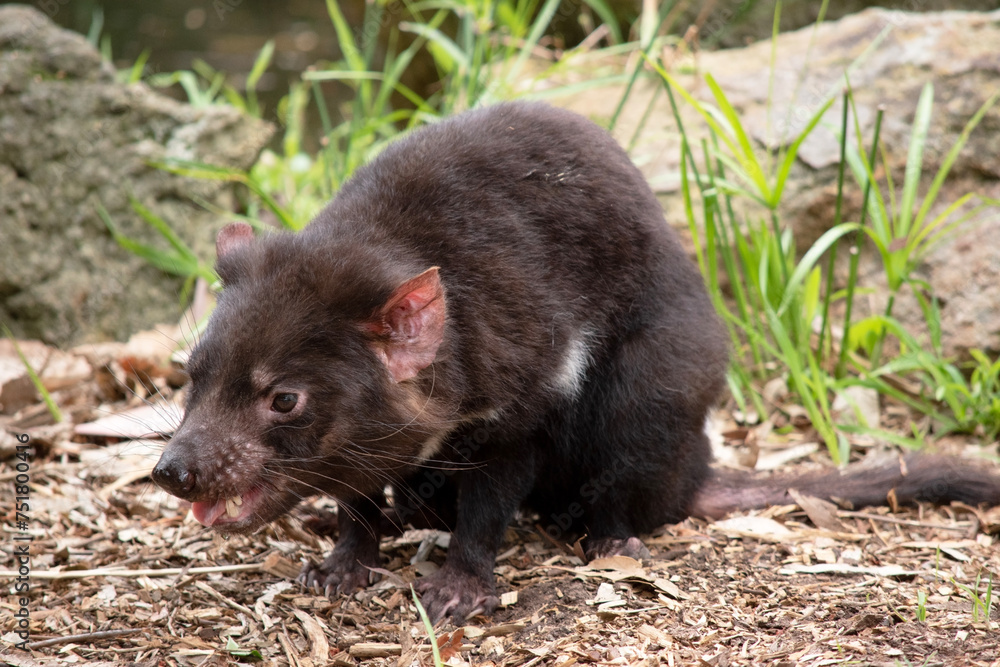 Tasmanian Devils have black fur with a large white stripe across their breast and the odd line on their back. Tasmanian Devils have black fur with a large white stripe across their breast and the odd line on their back.