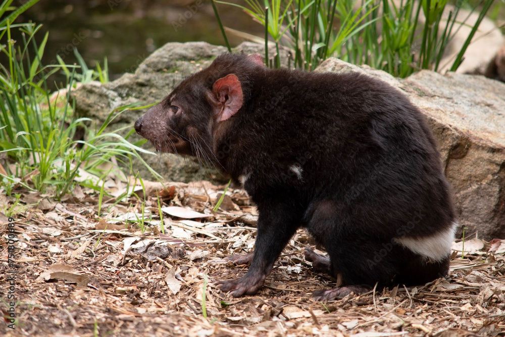 Tasmanian Devils have black fur with a large white stripe across their breast and the odd line on their back. Tasmanian Devils have black fur with a large white stripe across their breast and the odd line on their back.