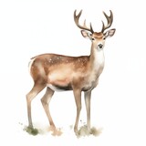 Watercolor Horny Deer, True Deer, Red Deer, Fallow Deer icon. Wild forest animal of Europe, America and Scandinavia with big horns.
