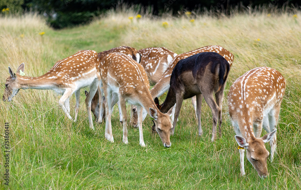 Herd of young wild deer and with big crows running on fresh grass in Phoenix Park in Dublin, Ireland. The 708-hectare park is connected to the Herd of young wild deer and with big crows running on fresh grass in Phoenix Park in Dublin, Ireland. The 708-hectare park is connected to the